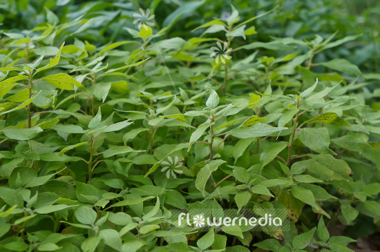 Parietaria officinalis - Pellitory-of-the-wall (104257)
