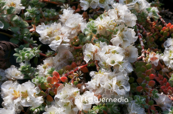 Paronychia kapela - Nailwort (104259)
