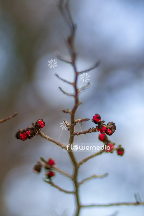 Parrotia persica - Persian ironwood (104260)