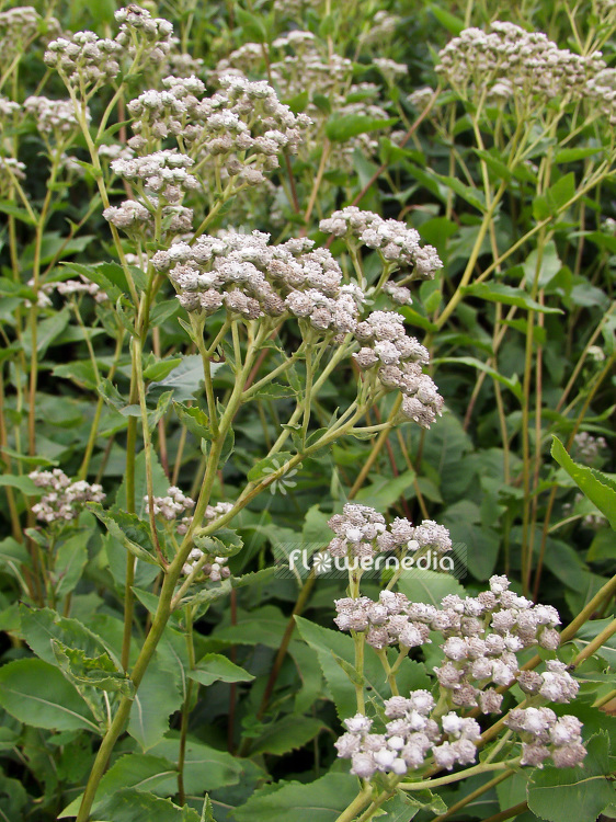 Parthenium integrifolium - American Feverfew (101422)