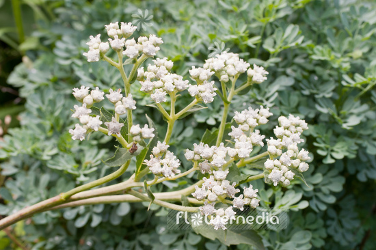 Parthenium integrifolium - American Feverfew (104262)