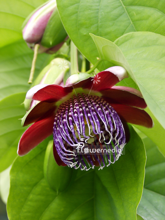 Passiflora alata - Winged-stem passion flower (101423)