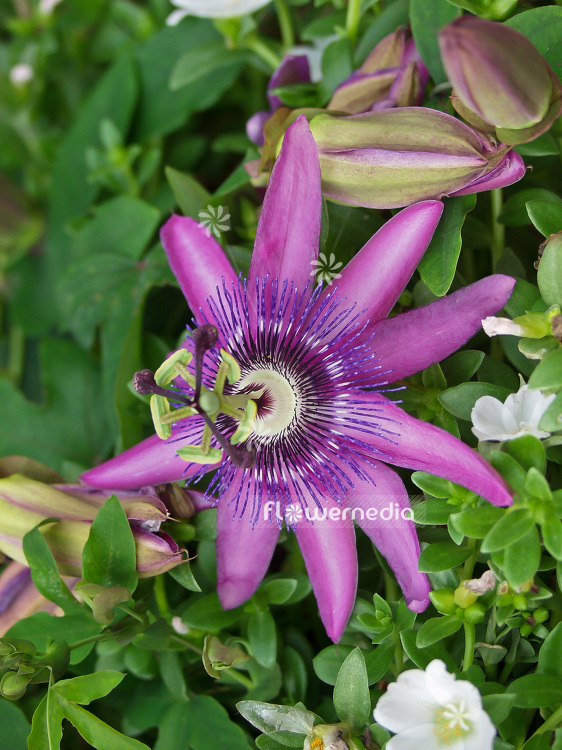 Passiflora ambigua 'Amethyst' - Passion flower (101424)