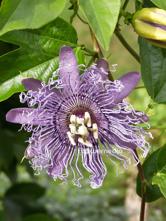 Passiflora flavicarpa 'Elizabeth' - Passion flower (101425)