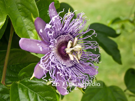 Passiflora flavicarpa 'Elizabeth' - Passion flower (102094)