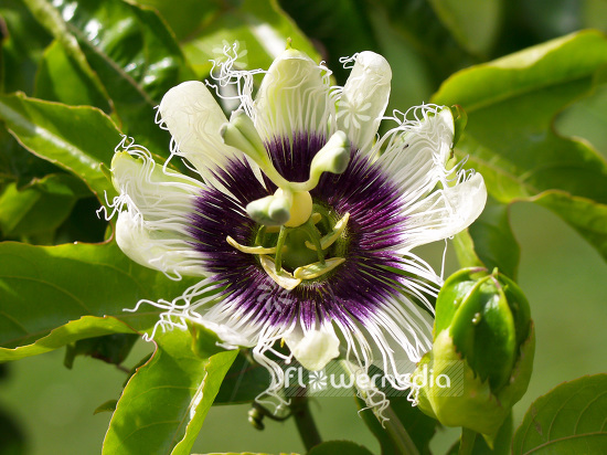 Passiflora 'Kaiserin Eugenie' - Passion flower (101426)