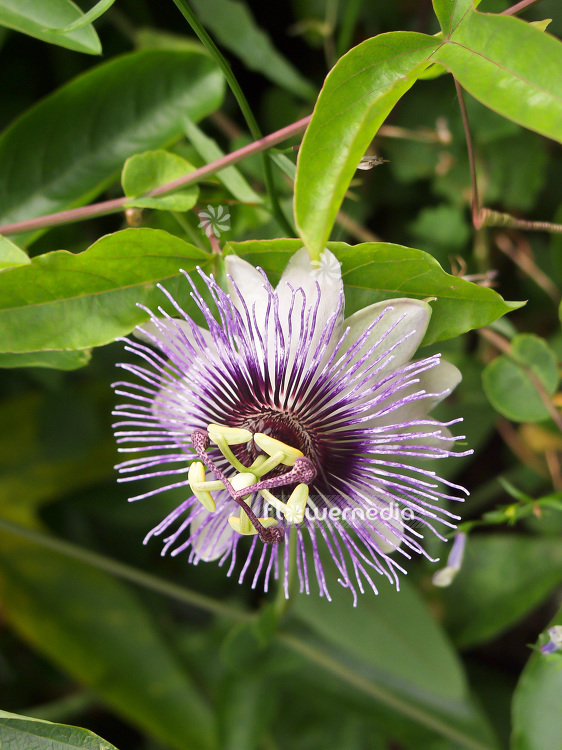 Passiflora 'Shirley' - Passion flower (101427)