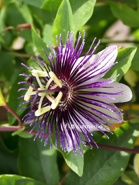 Passiflora 'Violetta' - Passion flower (101429)