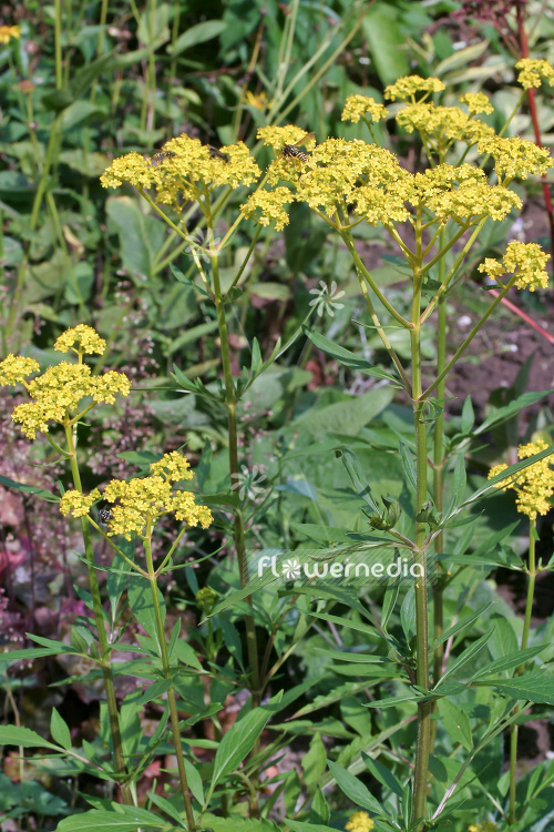Patrinia scabiosifolia - Golden valerian (104263)
