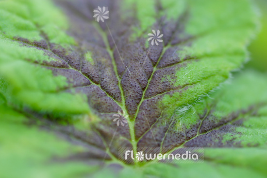 Pelargonium 'Chocolate Peppermint' - Ornamental geranium (111068)