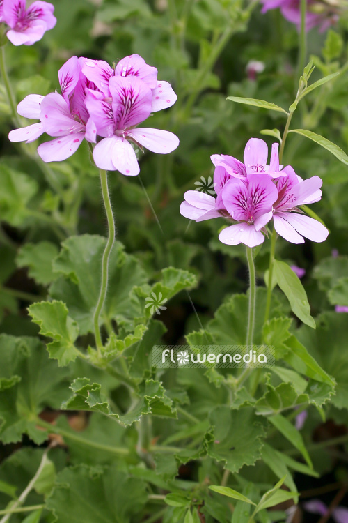 Pelargonium 'Citriodorum' - Lemon-scented geranium (104269)