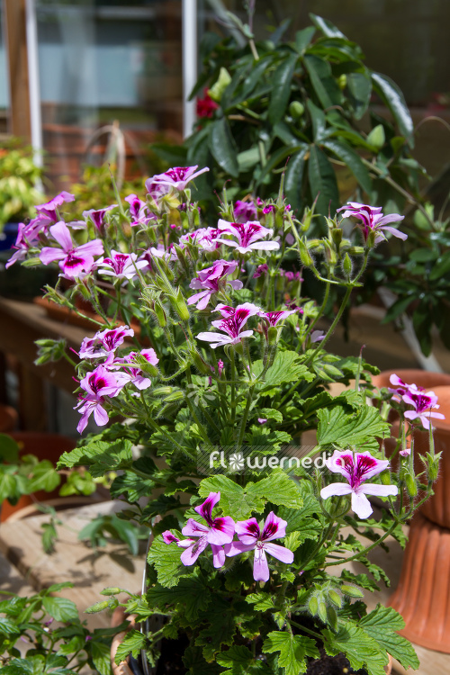 Pelargonium 'Citriodorum' Lemonscented geranium (111071) flowermedia