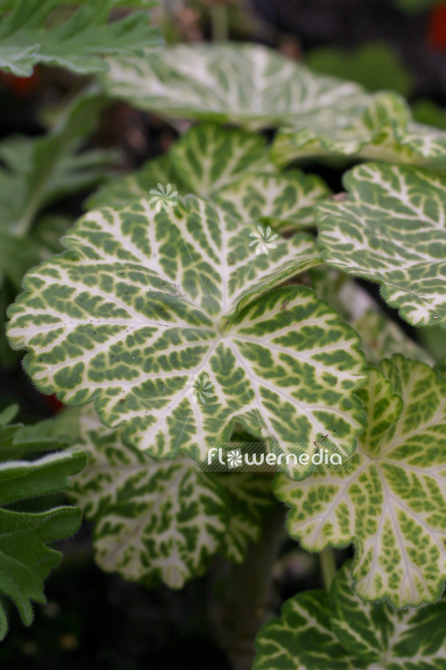 Pelargonium 'Crocodile' - Ornamental geranium (111078)