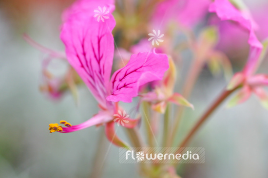 Pelargonium endlicherianum - Geranium (111616)