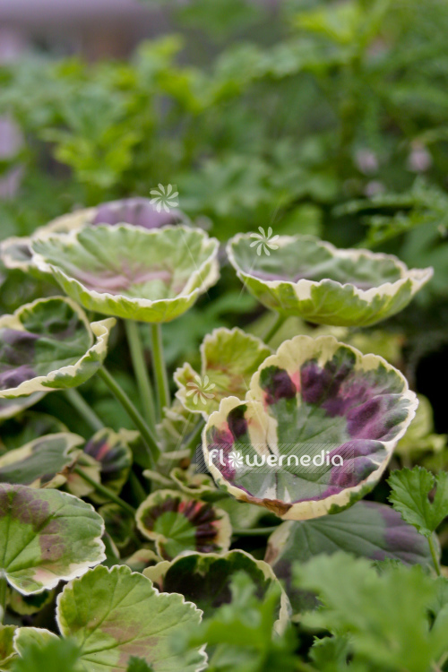 Pelargonium 'Golden Brillantissimum' - Ornamental geranium (111089)