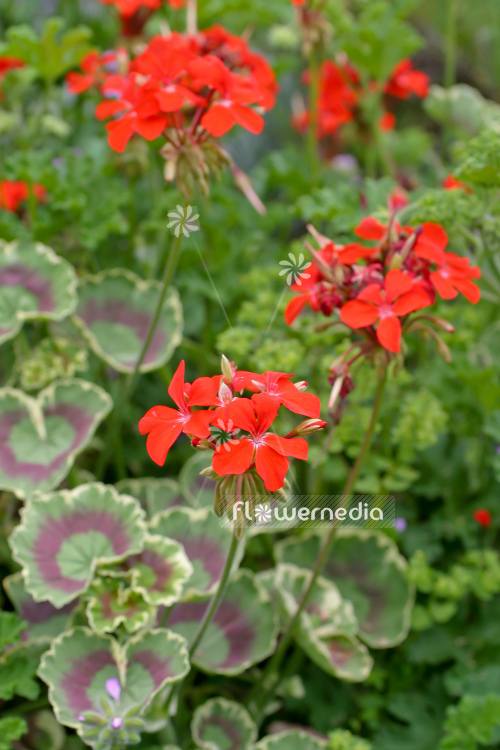 Pelargonium 'Golden Brillantissimum' - Ornamental geranium (111091)