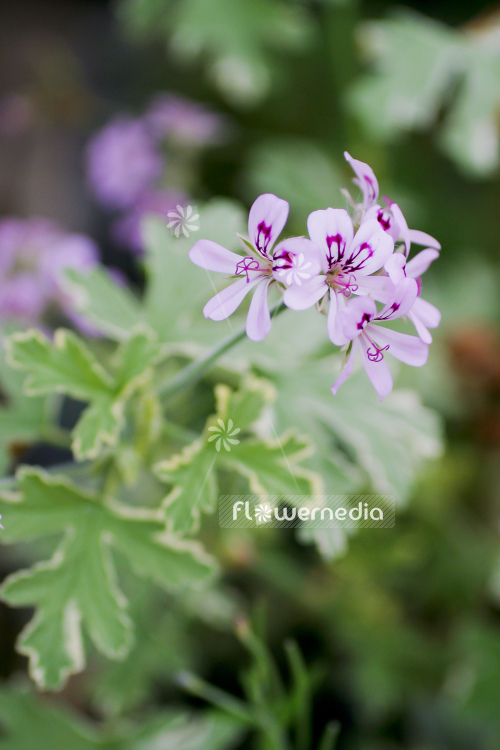 Pelargonium 'Lady Plymouth' - Ornamental geranium (104280)