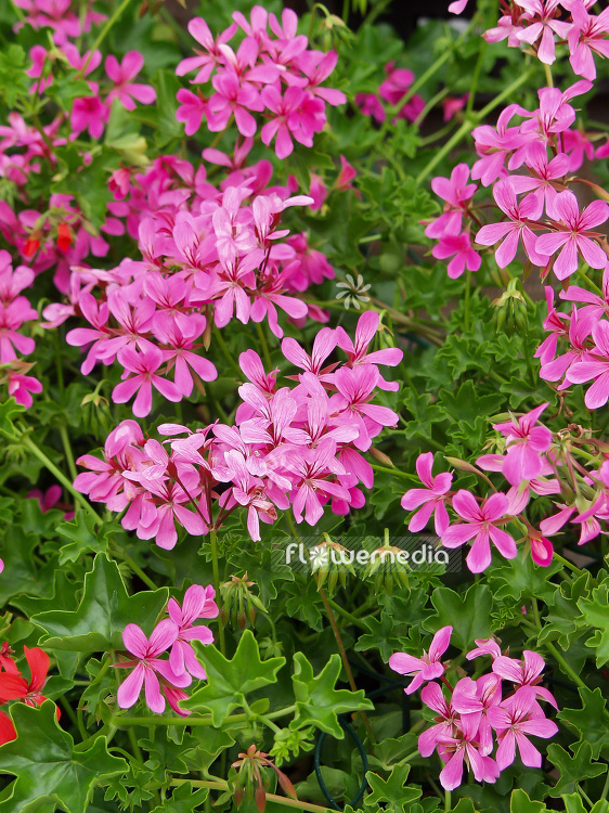 Pelargonium peltatum - Geranium | Cultivar (110732)