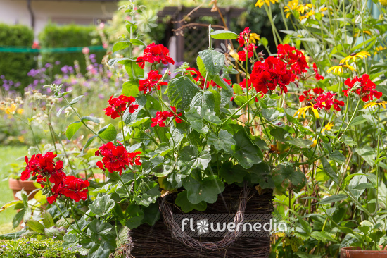 Pelargonium peltatum - Geranium | Cultivar (111113)