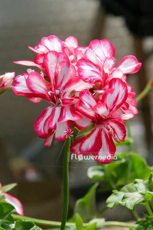 Pelargonium peltatum - Geranium | Cultivar (111118)
