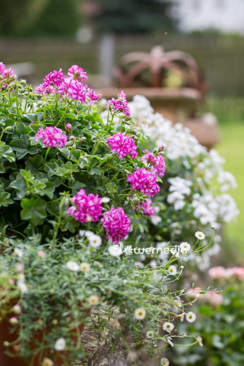 Pelargonium peltatum - Geranium | Cultivar (111660)