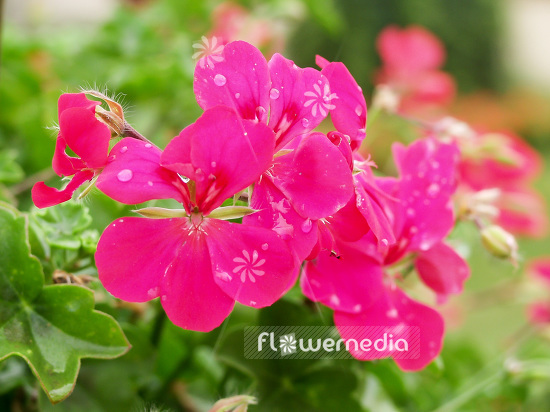 Pelargonium peltatum 'Happy Face Purple Red' - Geranium (101436)