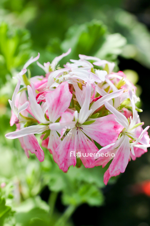 Pelargonium 'Peppermint Star' - Scented-leaf pelargonium (111121)