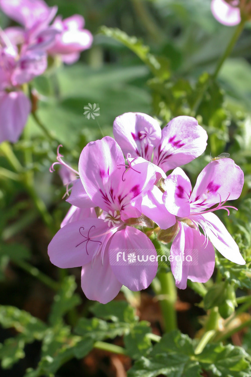 Pelargonium pseudoglutinosum - Scented-leaf pelargonium (110736)