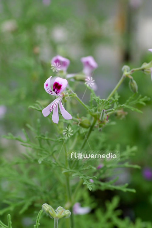 Pelargonium radens - Scented-leaf pelargonium (111175)