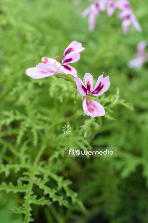 Pelargonium radens - Scented-leaf pelargonium (111177)