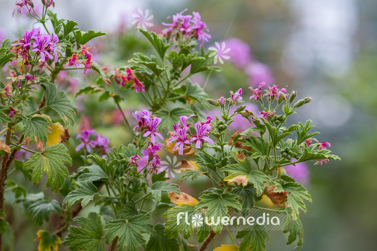 Pelargonium scabrum 'Mable Grey' - Geranium (111134)