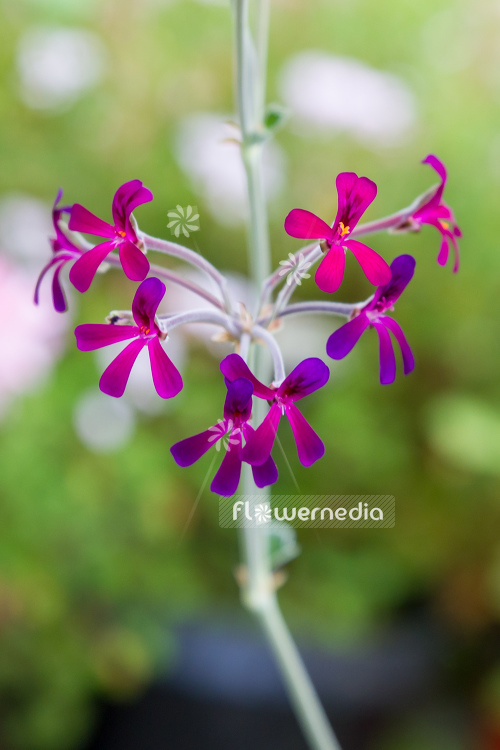 Pelargonium sidoides - African geranium (111138)