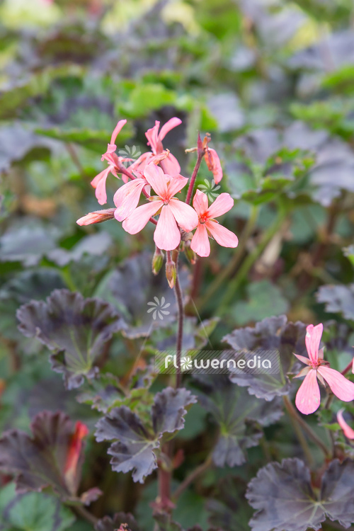 Pelargonium zonale 'Dresden Pink' - Geranium (111163)