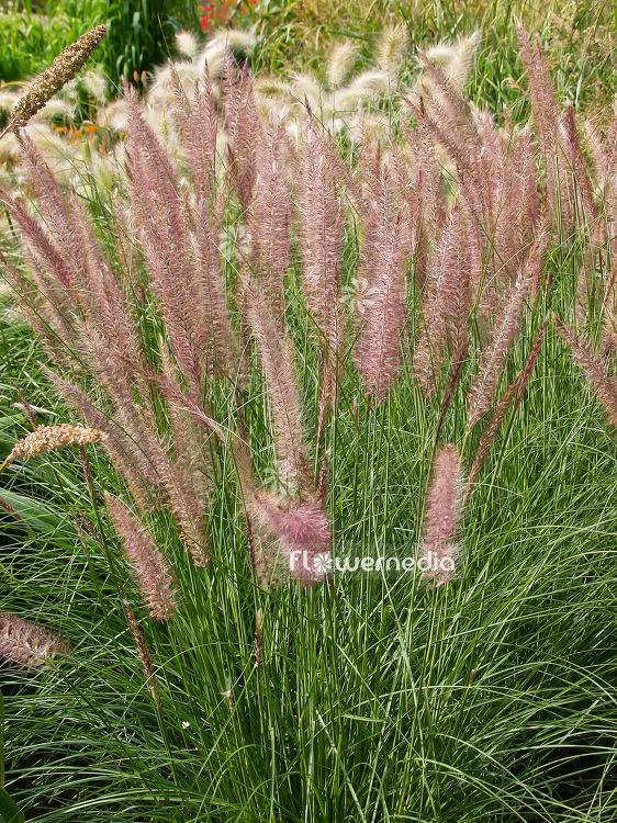 Pennisetum setaceum - African fountain grass (101449)