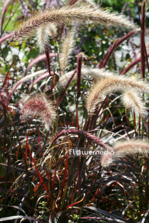 Pennisetum x advena 'Rubrum' - African fountain grass (104294)