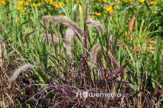Pennisetum x advena 'Rubrum' - African fountain grass (104295)