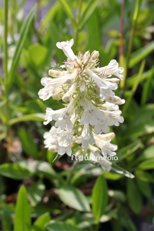 Penstemon confertus - Owens Valley beardtongue (101450)
