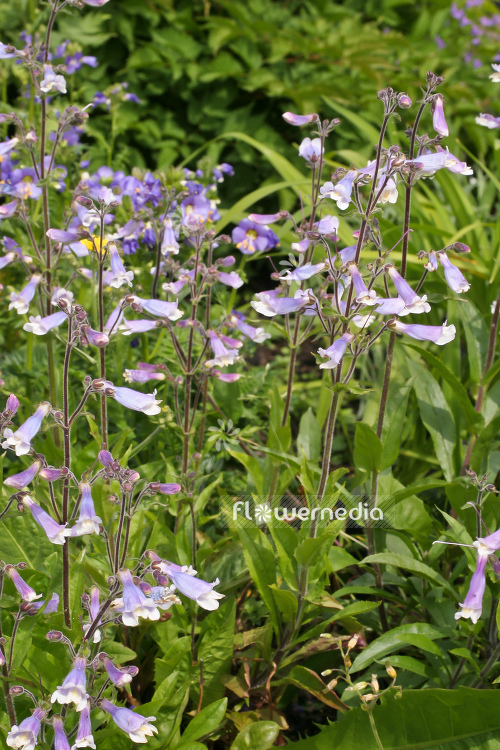 Penstemon hirsutus - Hairy beardtongue (104300)
