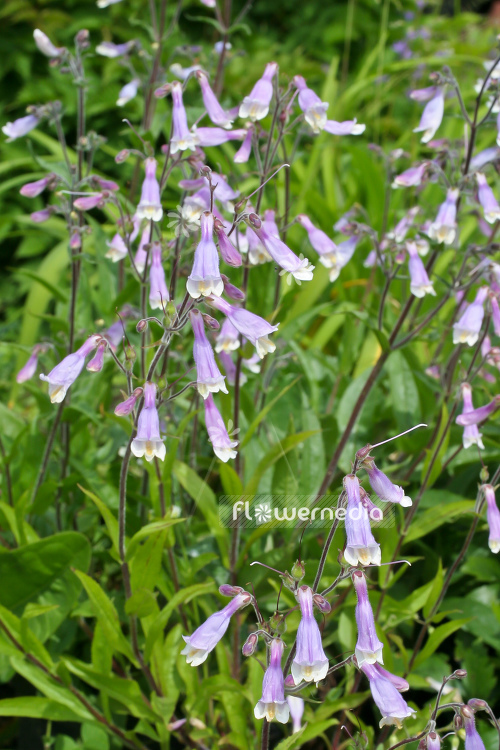 Penstemon hirsutus - Hairy beardtongue (104301)