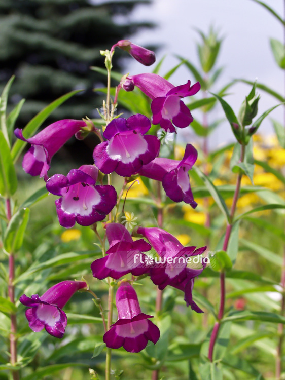 Penstemon 'Purple Passion' - Beard tongue (101455)
