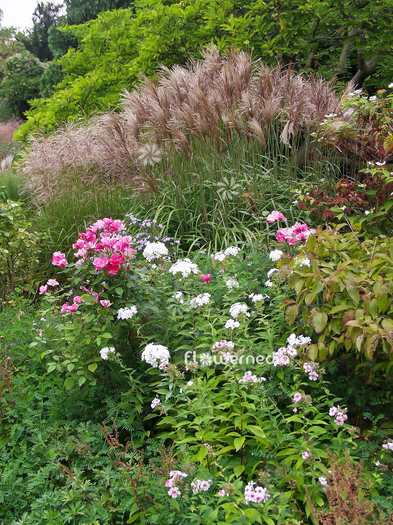 Perennial garden with Phlox and Miscanthus (102150)
