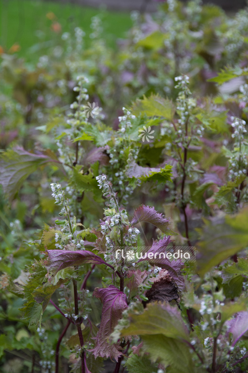 Perilla frutescens var. crispa - Curly perilla (104306)