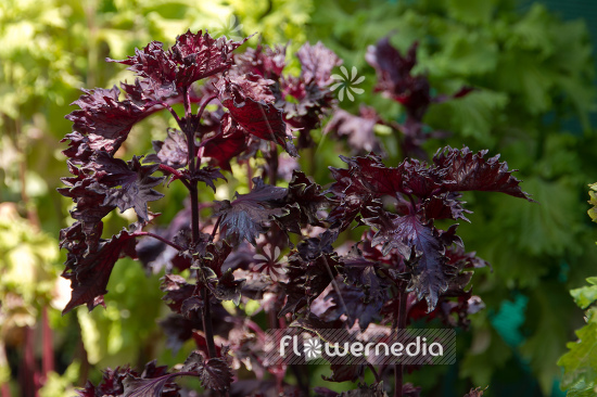 Perilla frutescens var. purpurescens - Purple Perilla (104307)