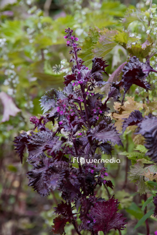 Perilla frutescens var. purpurescens - Purple Perilla (104308)