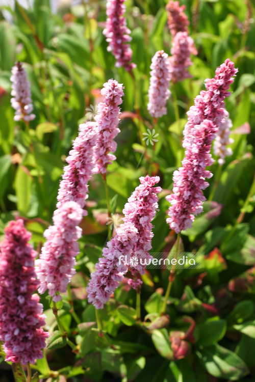 Persicaria affinis 'Kabouter' - Red bistort (104311)