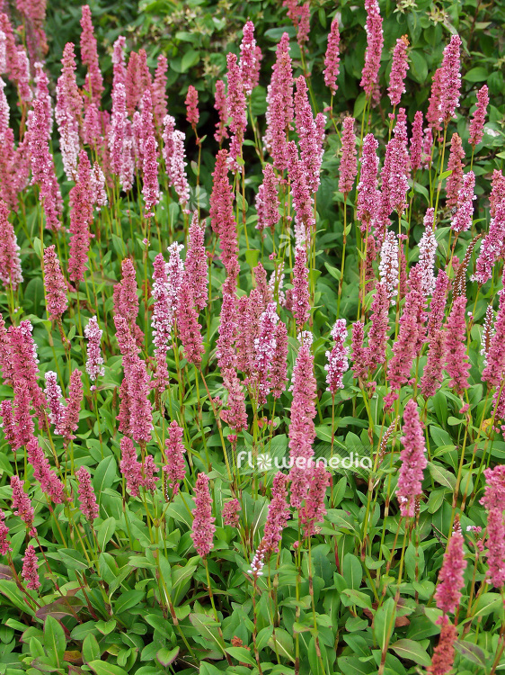 Persicaria affinis 'Superba' - Red bistort (101459)