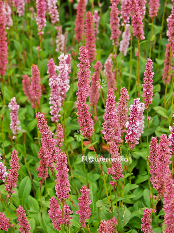 Persicaria affinis 'Superba' - Red bistort (101460)