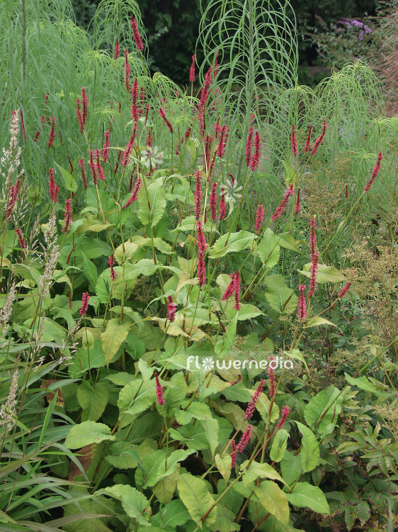 Persicaria amplexicaulis - Red bistort (101462)