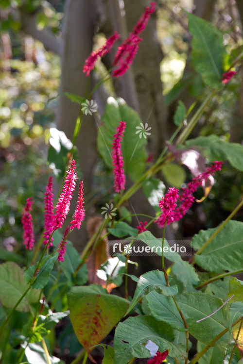 Persicaria amplexicaulis - Red bistort (104314)