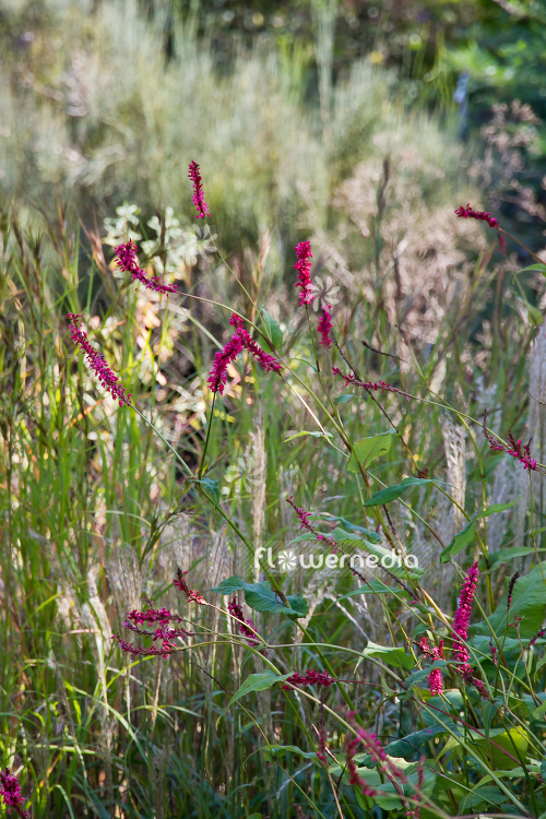 Persicaria amplexicaulis - Red bistort (105541)